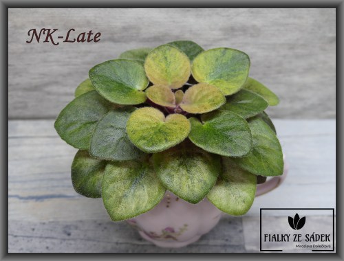 NK-Late
